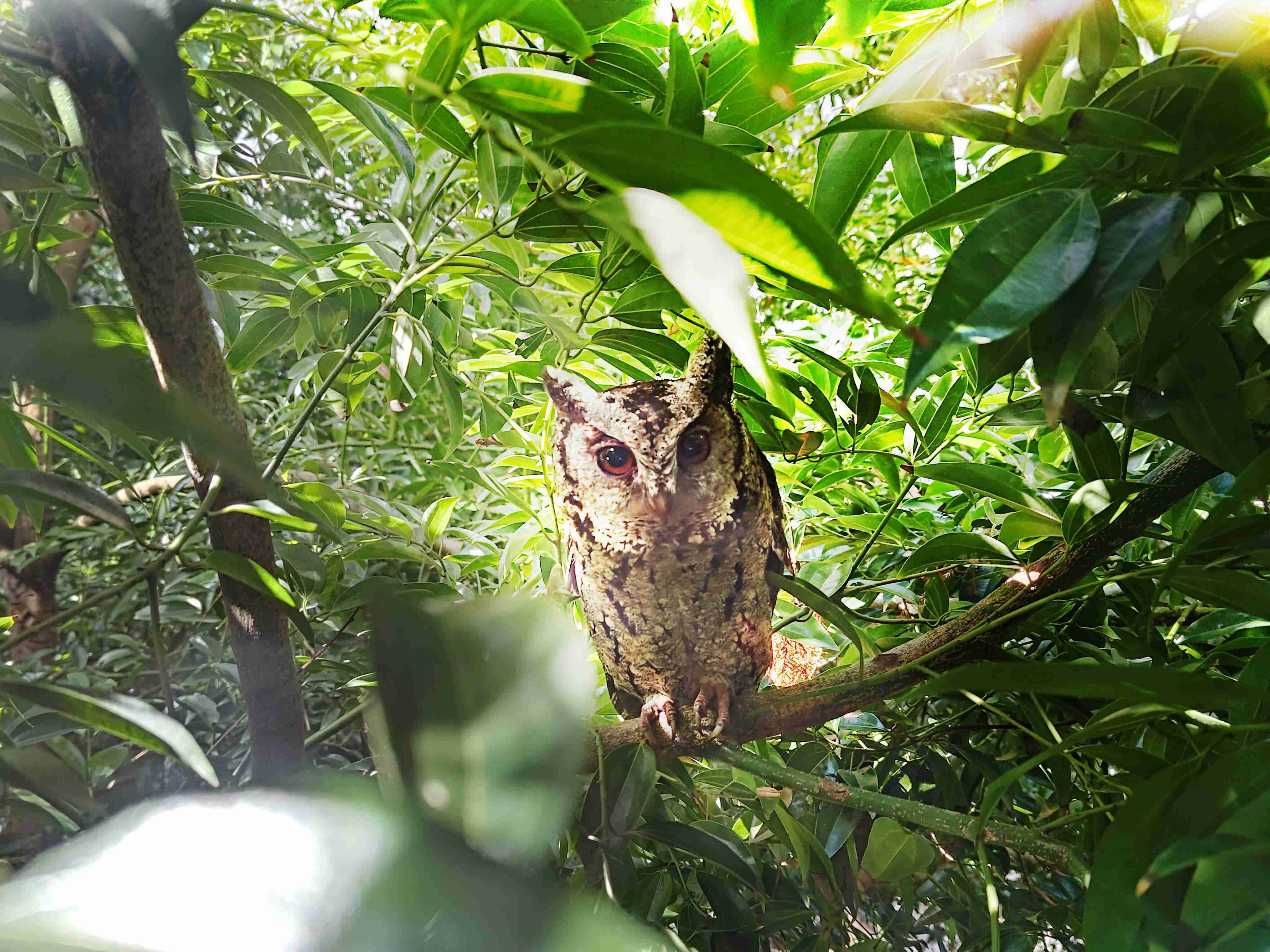 尊龙集团致力提倡净零绿生活，，，16年以来在全球各厂区植树逾百万棵，，，造就各厂区树木蔚然成林，，，，犹如森林工厂，，，成为许多生物的栖息地
